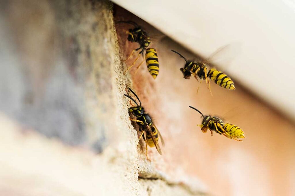 Pest Control photo from Adobe Stock