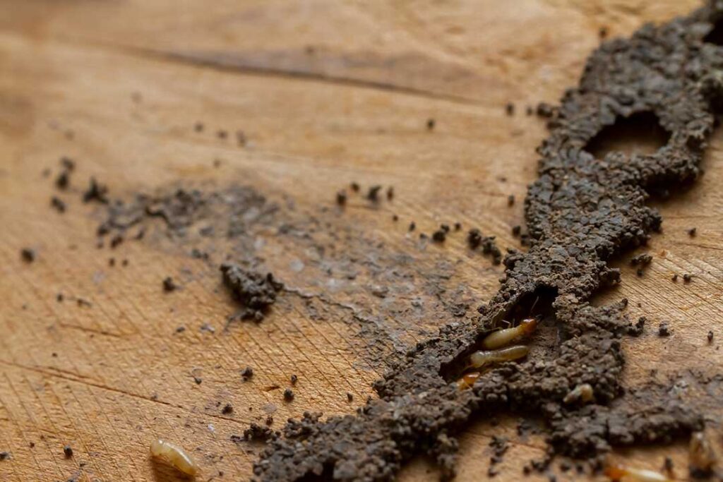 Pest Control photo from Adobe Stock