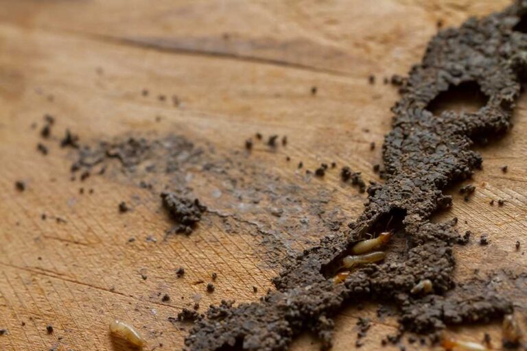 Pest Control photo from Adobe Stock